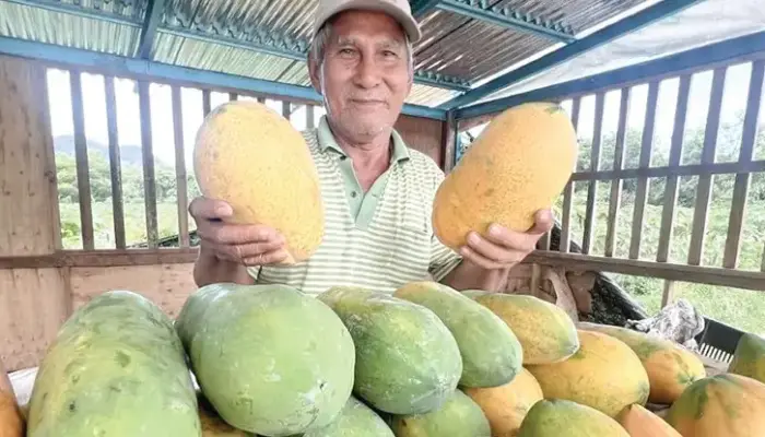 Harga Betik Sekilo Terkini 2026