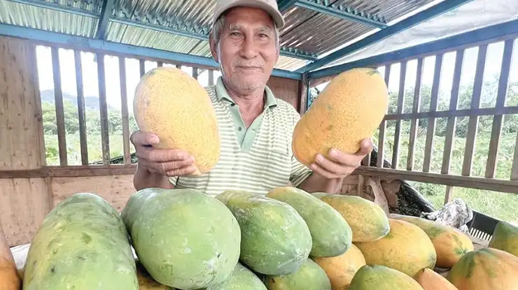 Harga Betik Sekilo