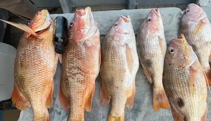 Update Harga Jenahak Sekilo dan Seekor Hari Ini 2026