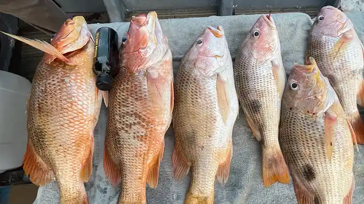 Harga Jenahak Sekilo