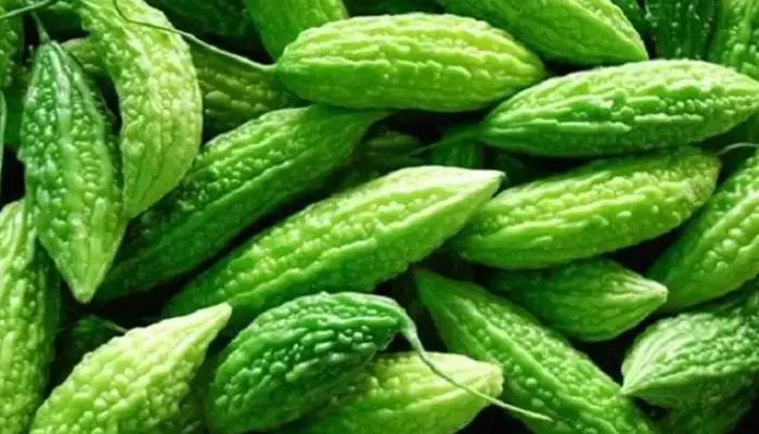 Harga Peria Sekilo Terkini di Malaysia 2026