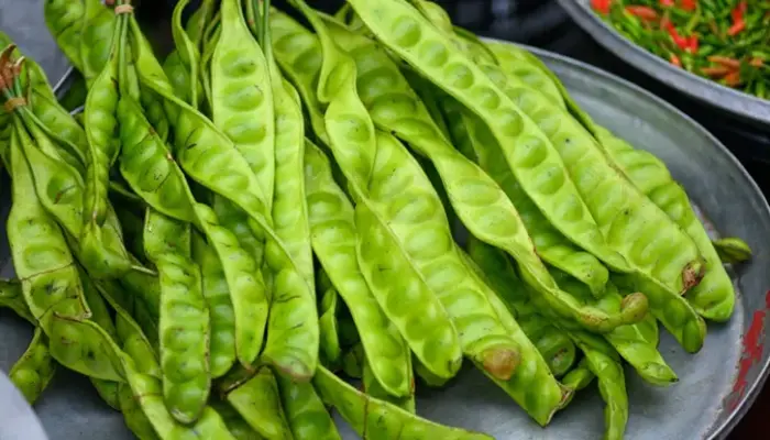 Harga Petai Sekilo Terkini di Malaysia 2026