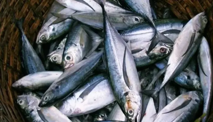 Harga Tenggiri Sekilo Terkini 2026