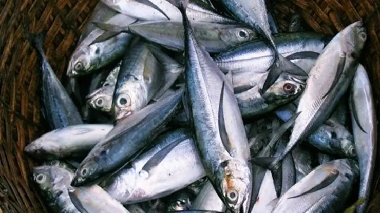 Harga Tenggiri Sekilo