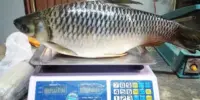 15 Ikan Paling Mahal di Malaysia