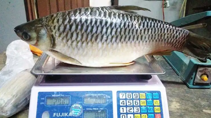 Ikan Paling Mahal