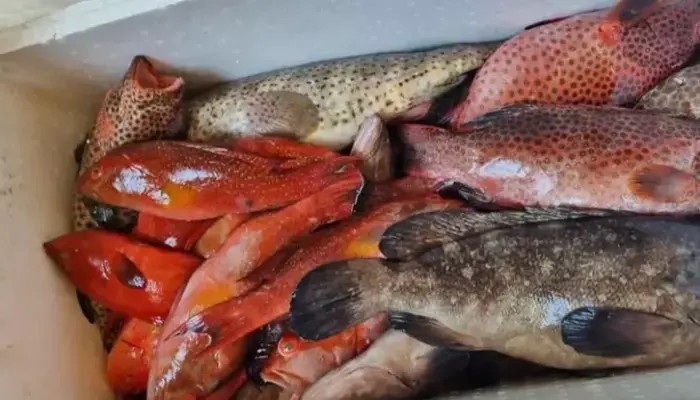 5 Jenis Ikan Kerapu yang Sedap