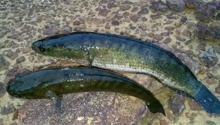 15 Khasiat Ikan Haruan untuk Badan