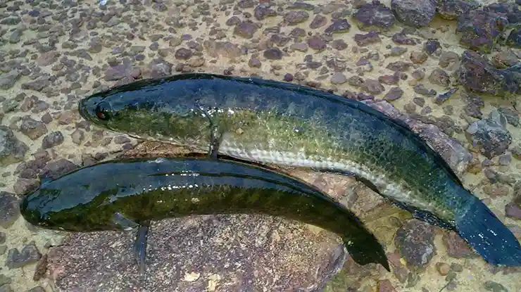 Khasiat Ikan Haruan