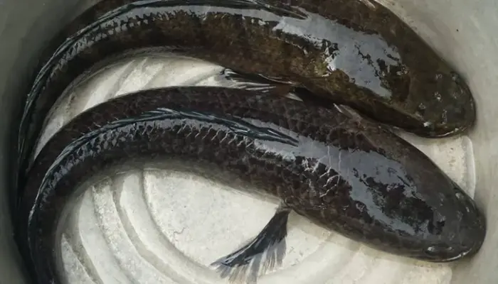 Harga Ikan Haruan Sekilo Hari Ini 2026