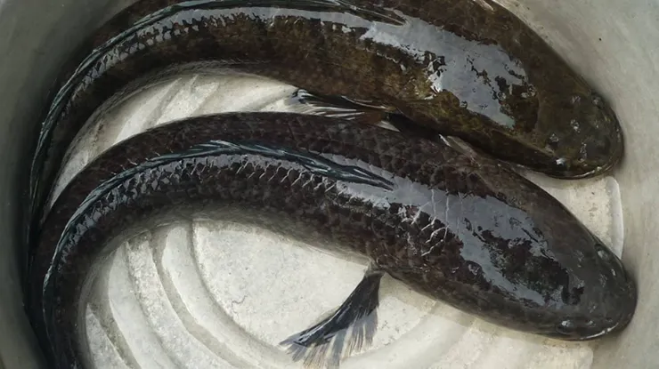 Harga Ikan Haruan Sekilo