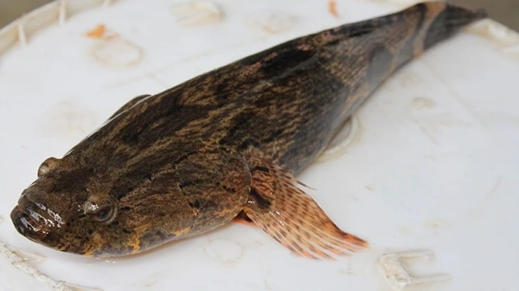 Harga Ikan Ketutu Sekilo