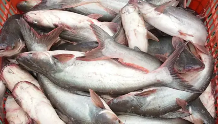 Update Harga Ikan Patin Sekilo Hari Ini 2026