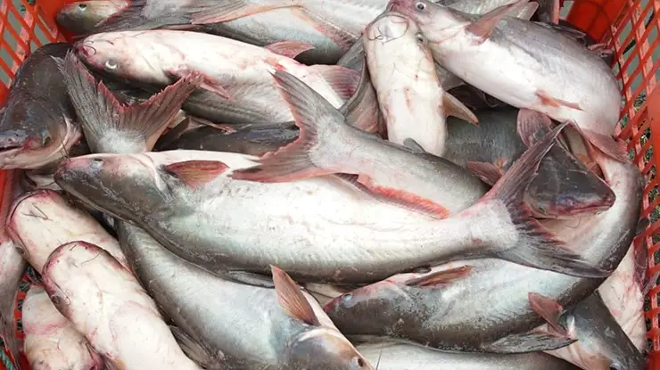 Harga Ikan Patin Sekilo