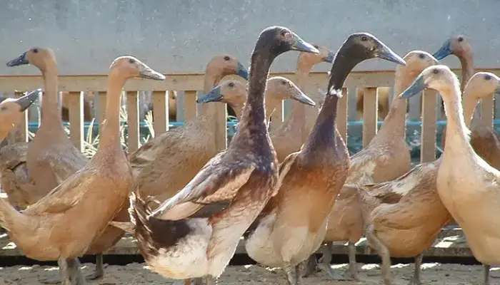 Harga Itik Sekilo Hari Ini di Malaysia 2026