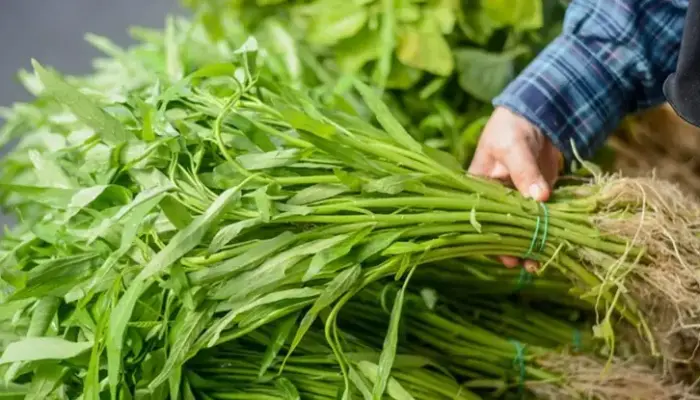 Harga Kangkung Sekilo Hari Ini di Malaysia 2026