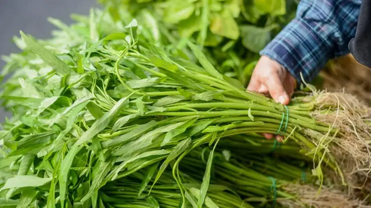 Harga Kangkung Sekilo