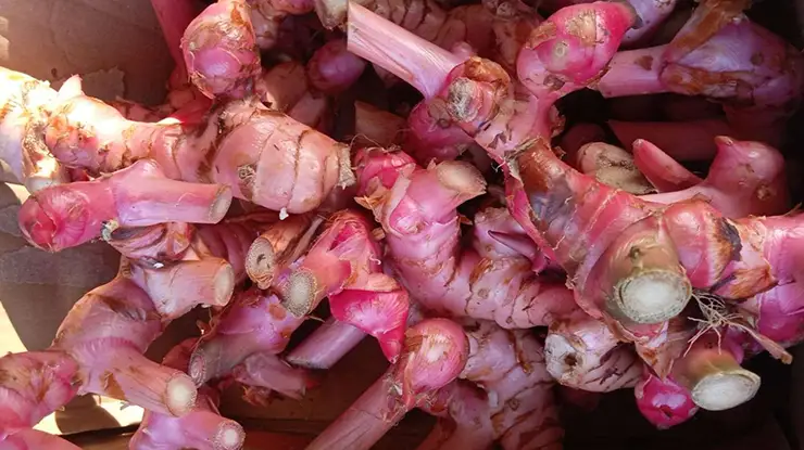 Harga Lengkuas Sekilo