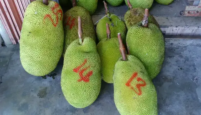 Harga Nangka Madu Sekilo Hari Ini 2026