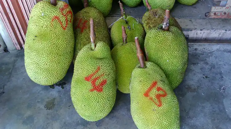 Harga Nangka Madu Sekilo