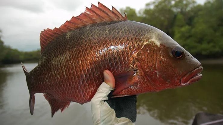 Harga Siakap Merah Sekilo