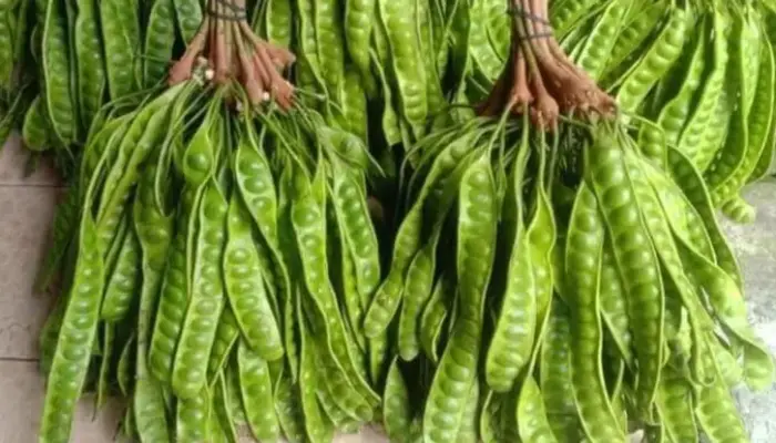 10 Khasiat Petai Belalang dan Keburukan