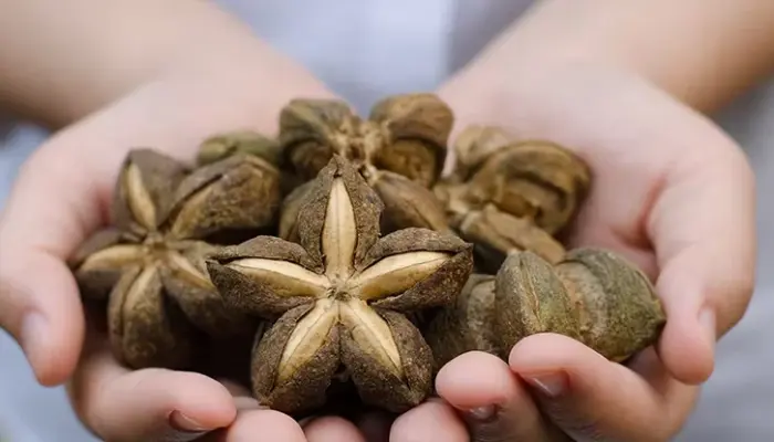 15 Khasiat Sacha Inchi untuk Wanita dan Lelaki