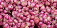 Harga Bawang Merah Sekilo 2026: Besar dan Kecil