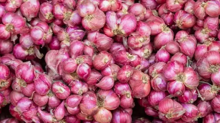 Harga Bawang Merah Sekilo