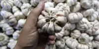 Harga Bawang Putih Sekilo dan Seguni Hari Ini 2026