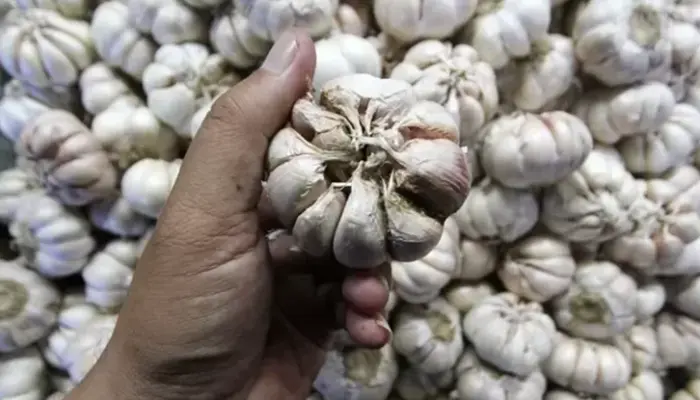 Harga Bawang Putih Sekilo Hari Ini 2026
