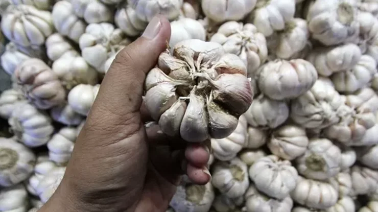 Harga Bawang Putih Sekilo