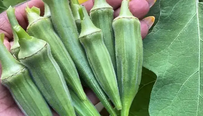 Harga Bendi Sekilo Hari Ini di Malaysia 2026