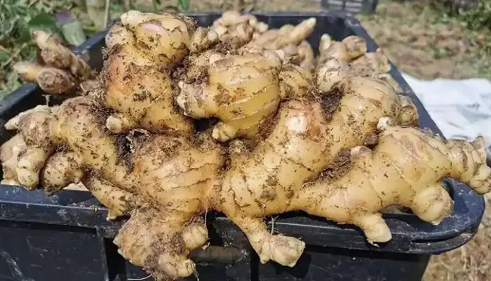 Harga Halia Sekilo Hari Ini 2026: Muda & Tua