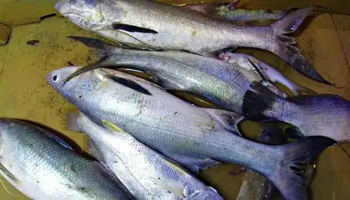 Harga Ikan Kurau Sekilo Hari Ini di Malaysia 2026