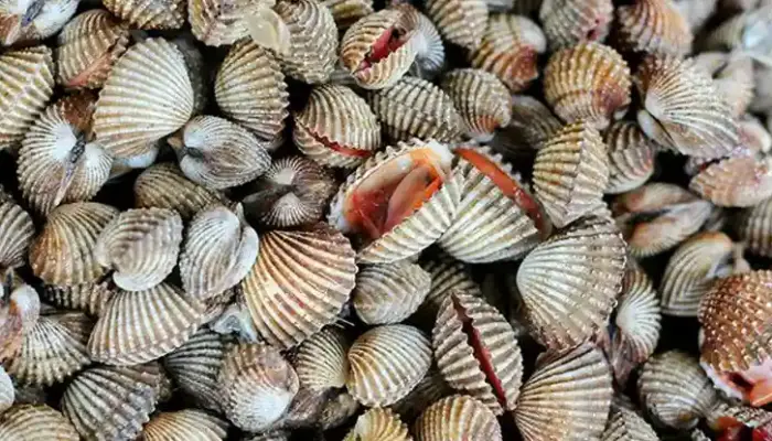 Harga Kerang Sekilo Hari Ini di Malaysia 2026