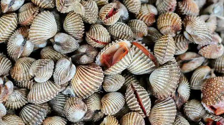 Harga Kerang Sekilo
