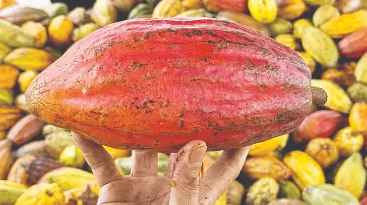Harga Koko Sekilo