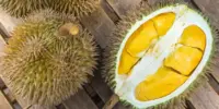 Harga Musang King Sekilo Hari Ini di Malaysia 2026
