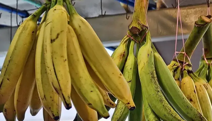 Harga Pisang Sekilo Hari Ini di Malaysia 2026