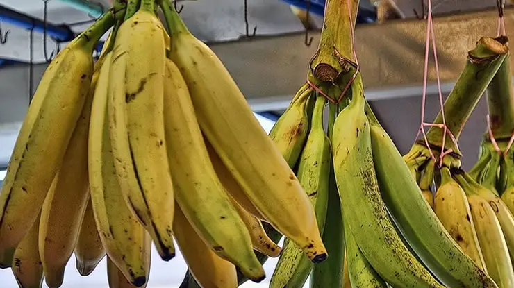 Harga Pisang Sekilo