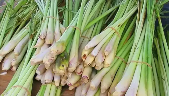 Harga Serai Sekilo Hari Ini di Malaysia 2026