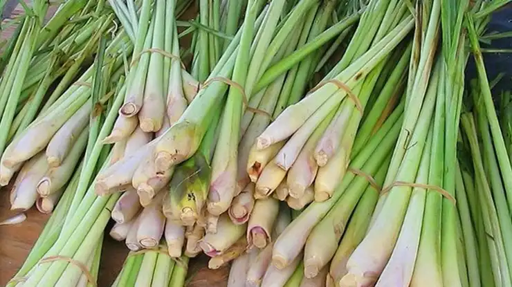 Harga Serai Sekilo