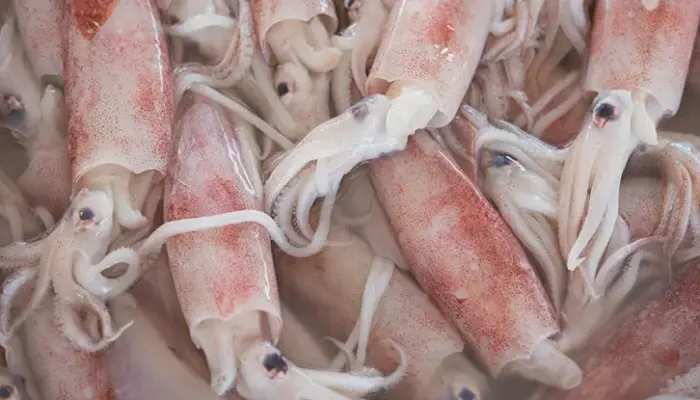 Harga Sotong Sekilo Segar Hari Ini di Malaysia 2026