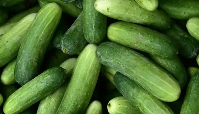 Harga Timun Sekilo Hari Ini di Malaysia 2026