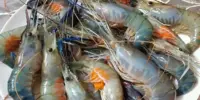 Update Harga Udang Galah Sekilo Hari Ini 2026
