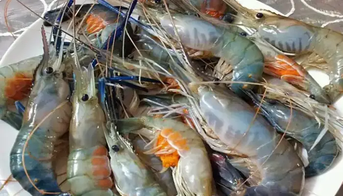 Update Harga Udang Galah Sekilo Hari Ini 2026