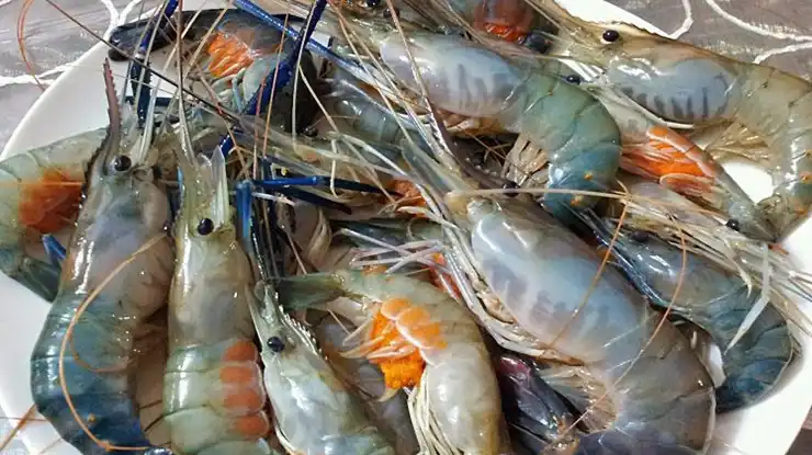 Harga Udang Galah Sekilo