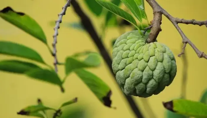 20 Khasiat Buah Nona, Nutrisi dan Cara Makan