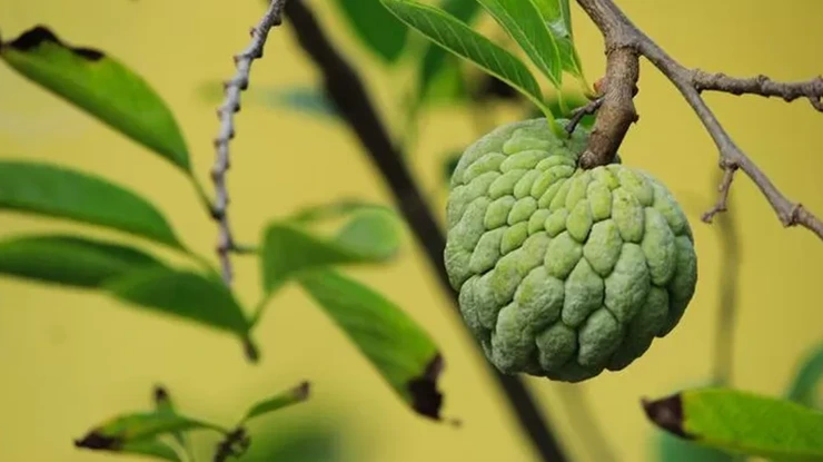 Khasiat Buah Nona